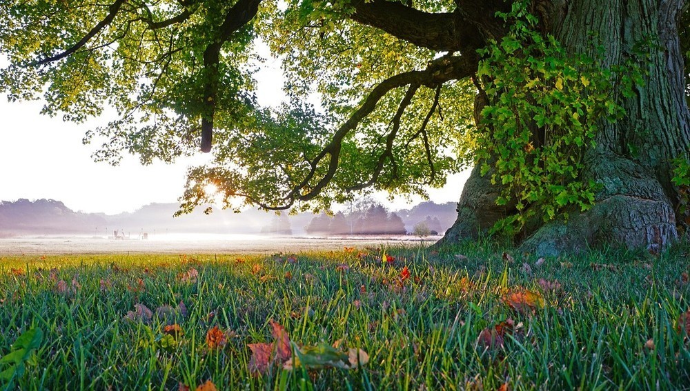 Garten Natur