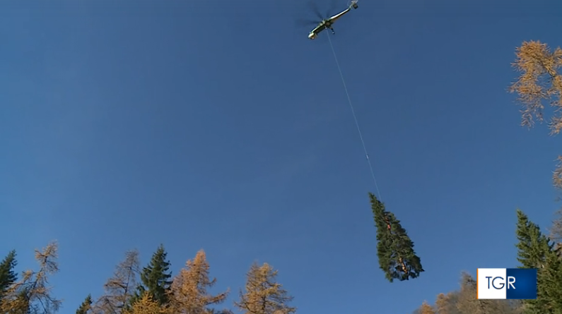 Christbaum für den Petersplatz 2023