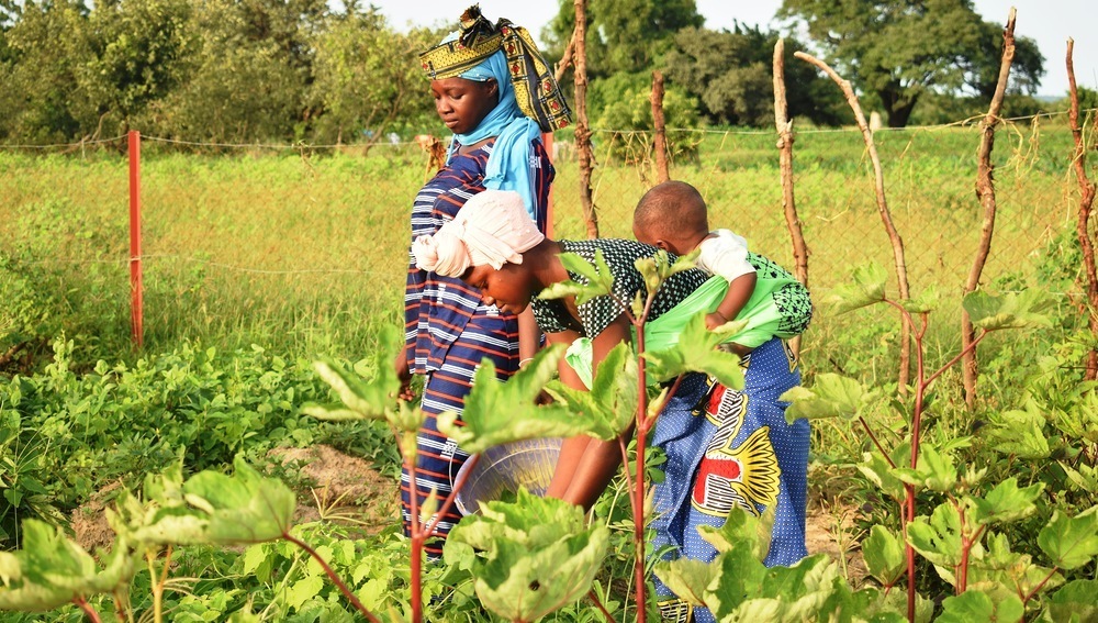 Die Caritas Tirol plant weitere Gemeinschaftsgärten in Mali und Burkina Faso, die über 300 weiteren Frauen Anbauflächen, Bewässerungsmöglichkeiten, Beratung, Werkzeuge und Saatgut bieten sollen. 
