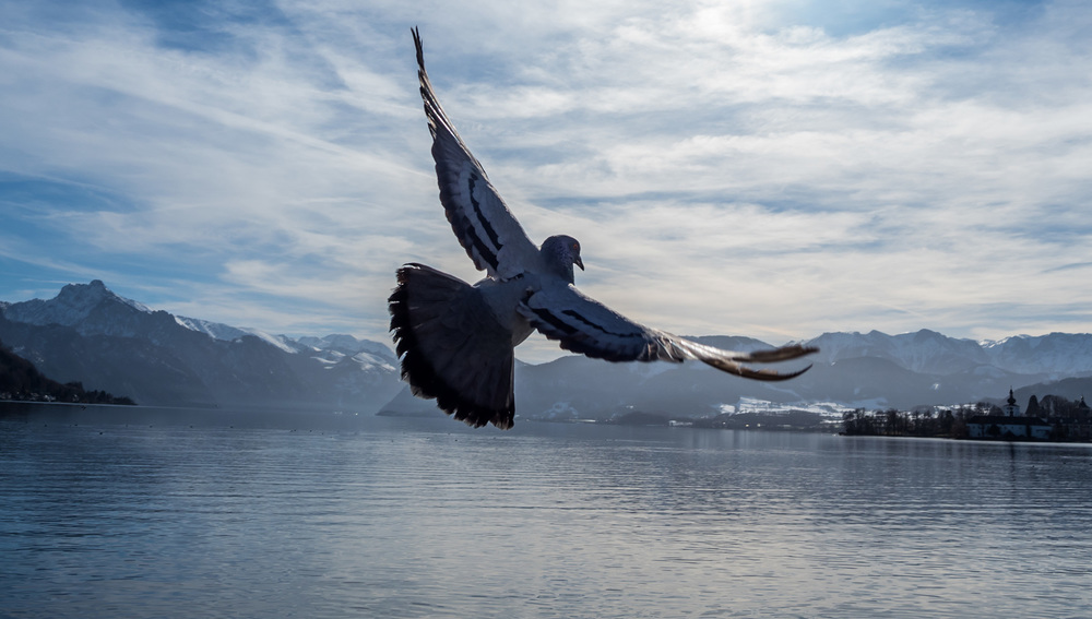 Österreich, Gmunden, Traunsee. Taube fliegt über den See. Grenzenlose Freiheit