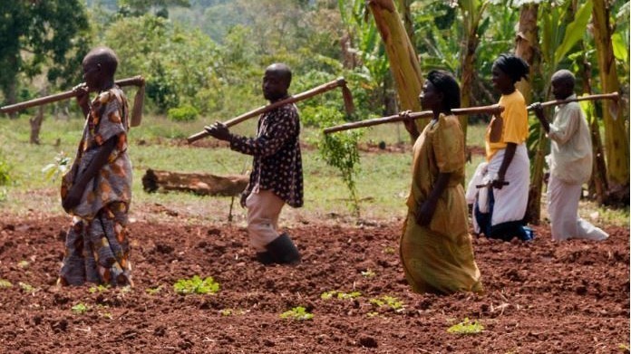 Entwicklung Afrika Landwirtschaft